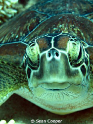 Green sea turtle.
Taken with Canon G10. by Sean Cooper 